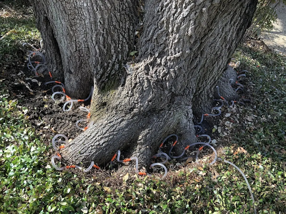 Detailed Shrub and Hedge Trimming job site in New Waverly