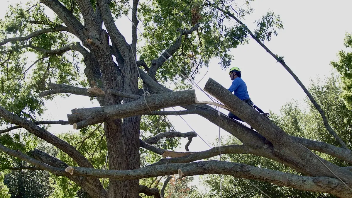 Professional Crown Thinning performed by certified arborists in New Waverly