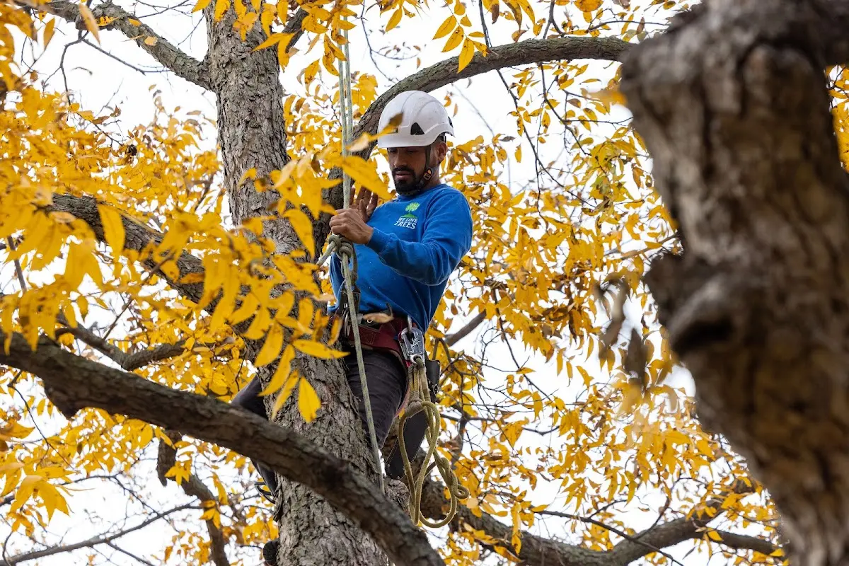 Skilled Tree Transplanting crew working in New Waverly