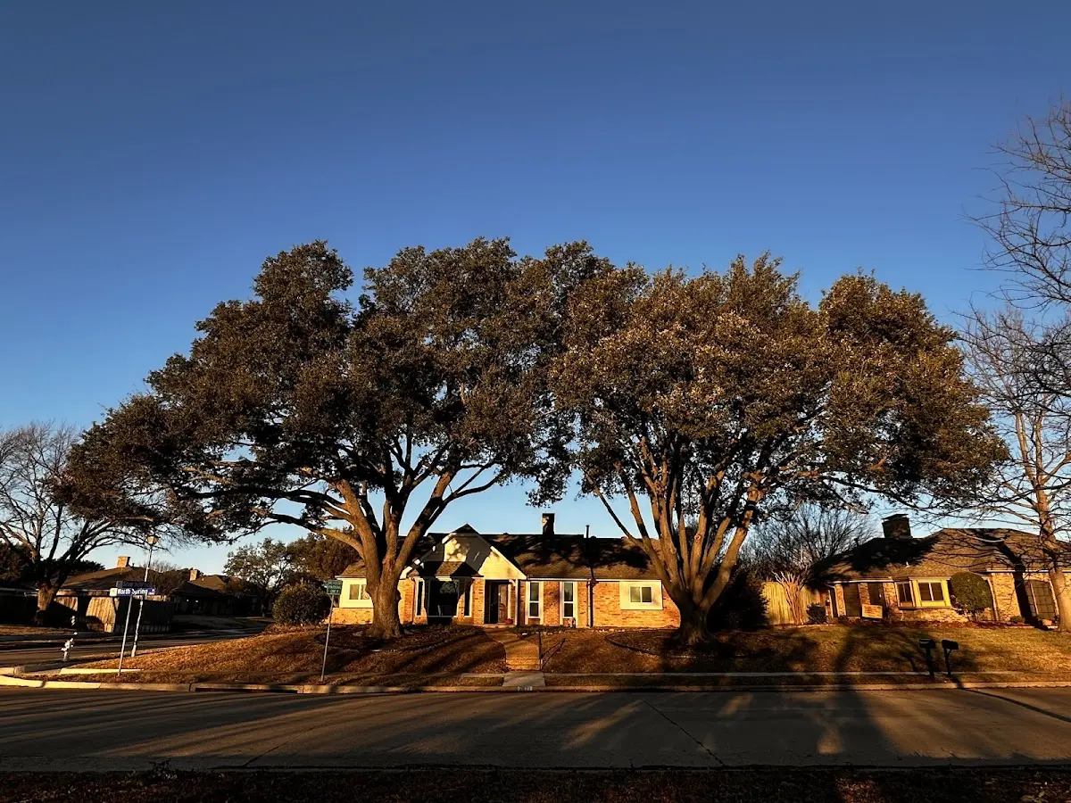 Established residential canopy tree shading a home in New Waverly